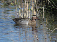 Stodmarsh National Nature Reserve